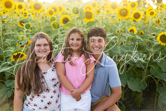 Sunflowers Harrison Family-6