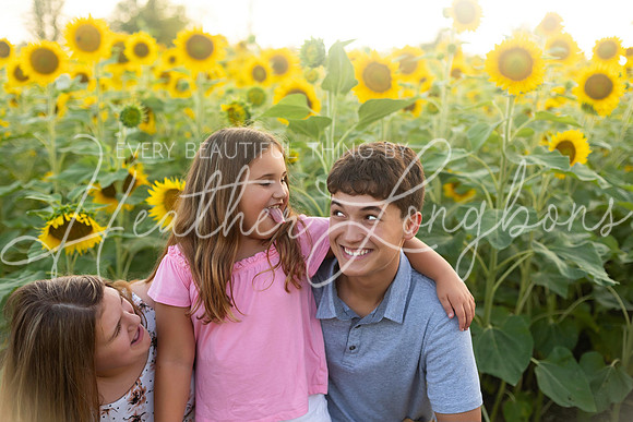 Sunflowers Harrison Family-10