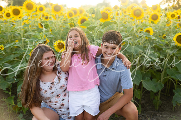 Sunflowers Harrison Family-11