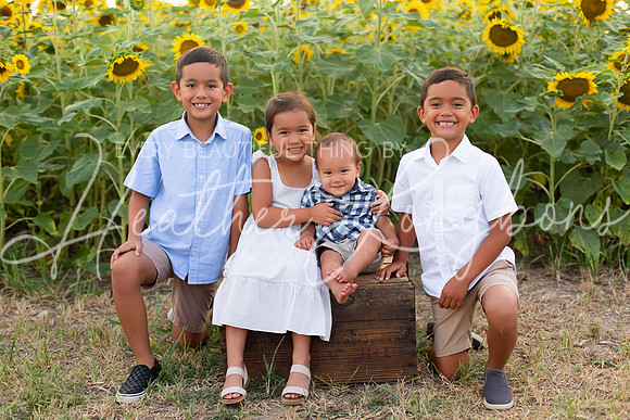 Sunflowers Sammy-4
