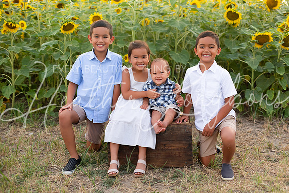 Sunflowers Sammy-5