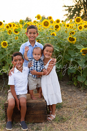 Sunflowers Sammy-6