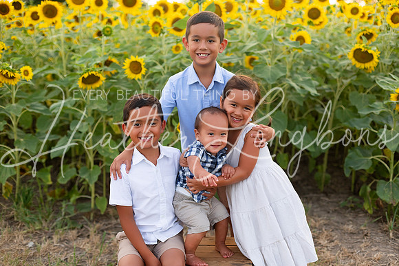 Sunflowers Sammy-7