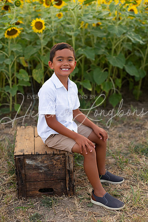 Sunflowers Sammy-15