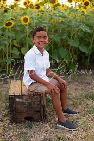 Sunflowers Sammy-16