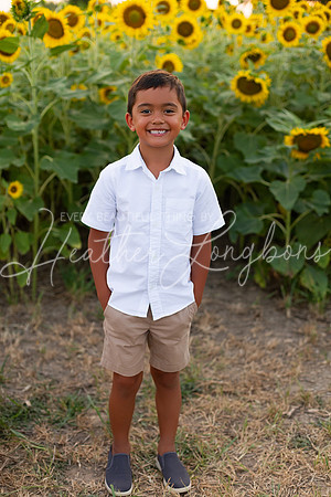 Sunflowers Sammy-17