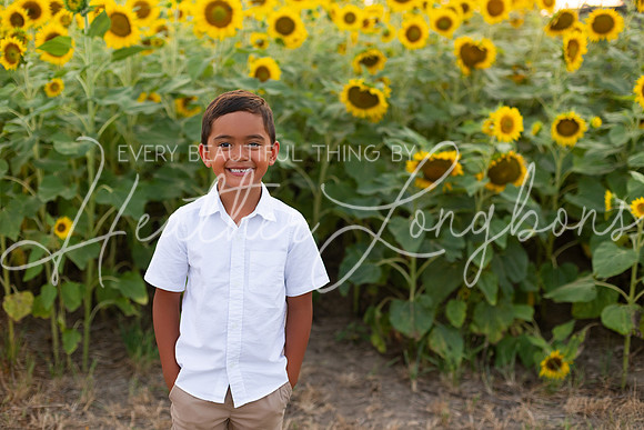Sunflowers Sammy-18