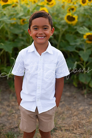 Sunflowers Sammy-19