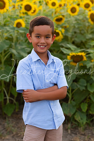 Sunflowers Sammy-22