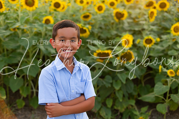 Sunflowers Sammy-21
