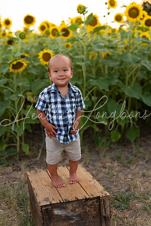 Sunflowers Sammy-24