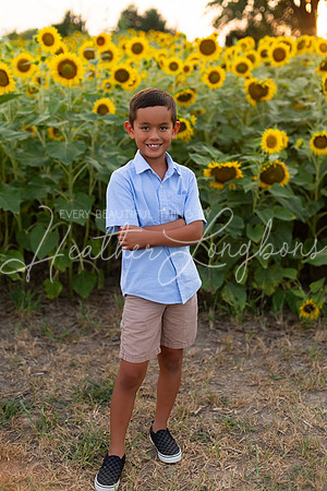 Sunflowers Sammy-23