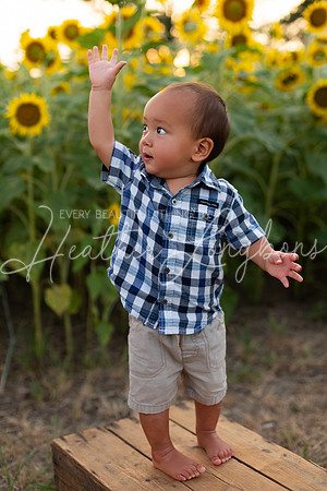 Sunflowers Sammy-25