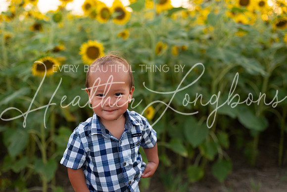Sunflowers Sammy-26