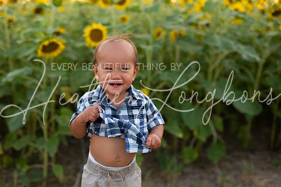 Sunflowers Sammy-28
