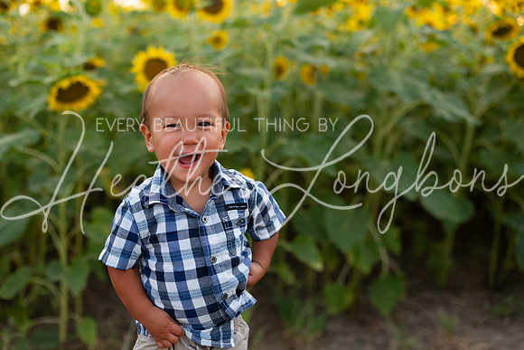 Sunflowers Sammy-27