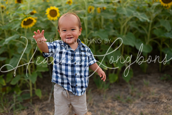 Sunflowers Sammy-29