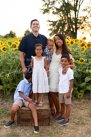 Sunflowers Sammy-40