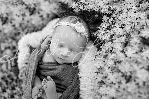 Annie newborn-24BW