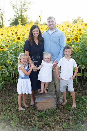 Sunflowers Harris-1