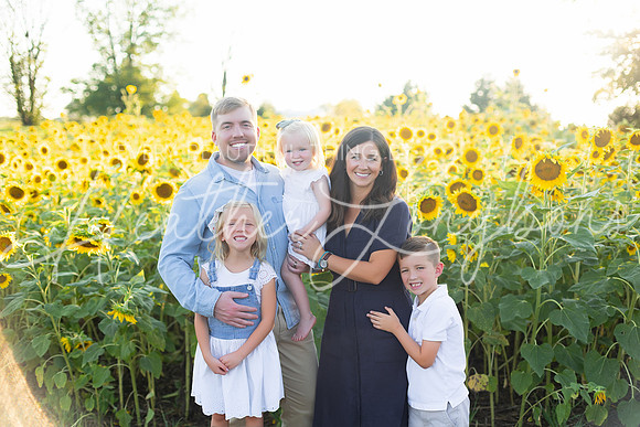 Sunflowers Harris-6