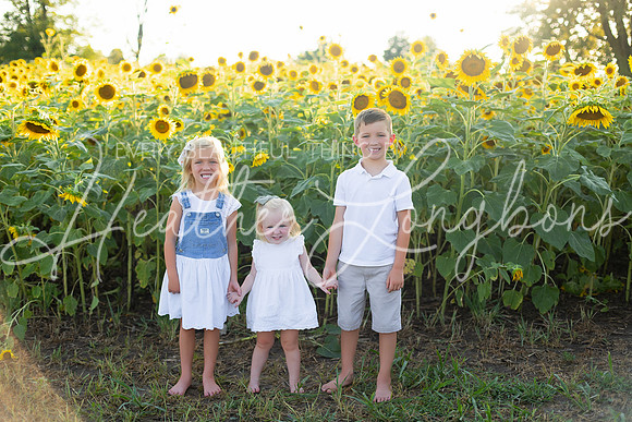 Sunflowers Harris-9