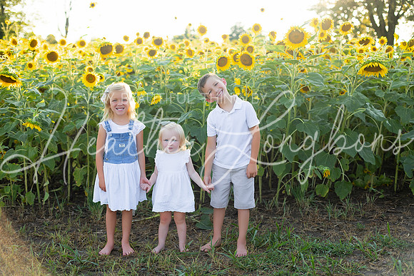 Sunflowers Harris-8