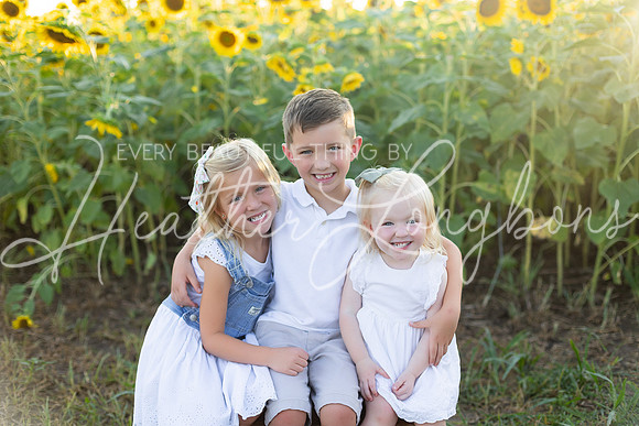 Sunflowers Harris-13