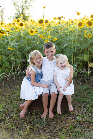 Sunflowers Harris-12