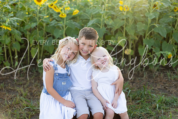 Sunflowers Harris-14
