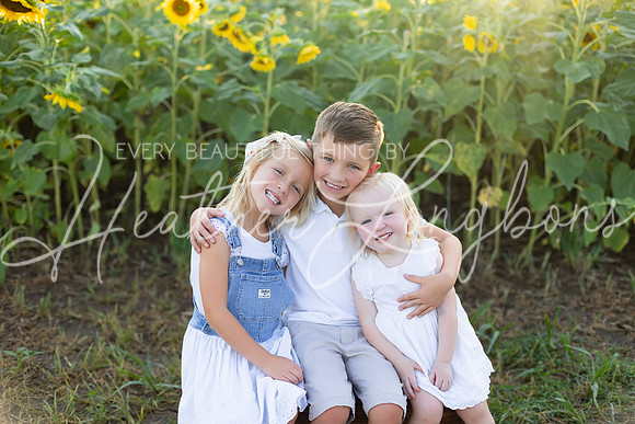 Sunflowers Harris-15