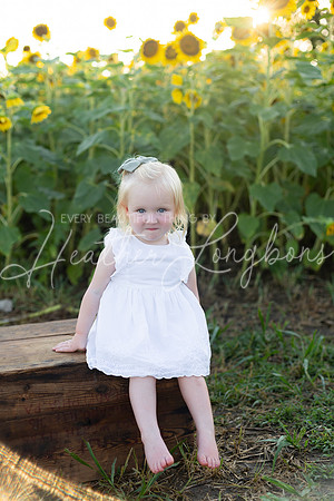 Sunflowers Harris-16