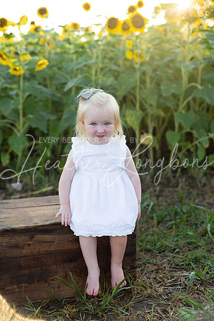 Sunflowers Harris-17