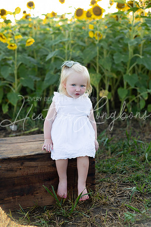 Sunflowers Harris-18