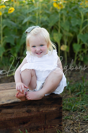 Sunflowers Harris-19