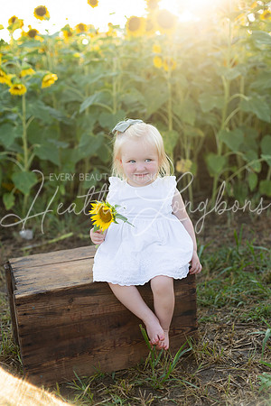 Sunflowers Harris-20