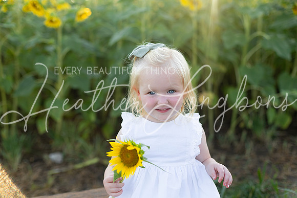 Sunflowers Harris-22