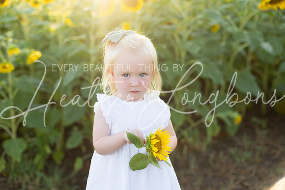 Sunflowers Harris-25