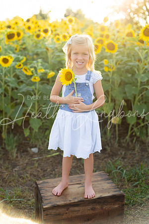 Sunflowers Harris-29