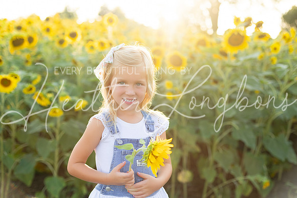 Sunflowers Harris-30