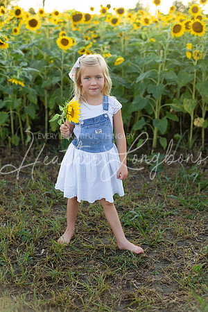 Sunflowers Harris-31