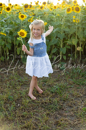 Sunflowers Harris-32