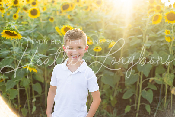 Sunflowers Harris-34