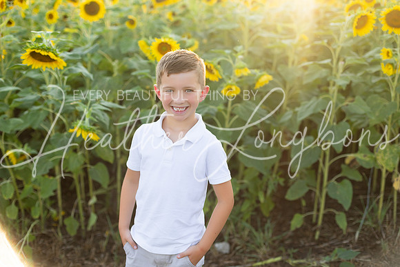 Sunflowers Harris-35