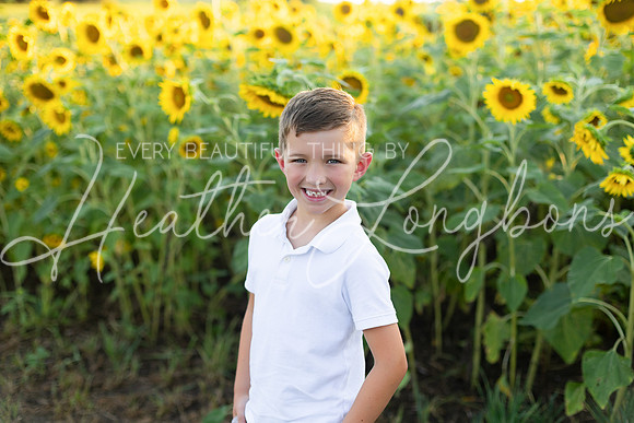 Sunflowers Harris-36