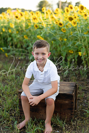 Sunflowers Harris-37