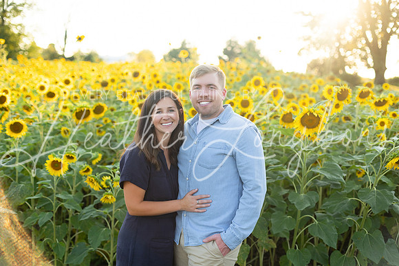 Sunflowers Harris-44