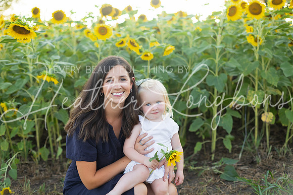 Sunflowers Harris-49