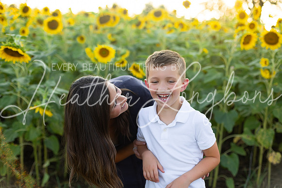 Sunflowers Harris-56