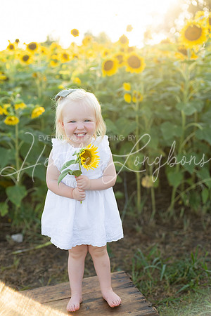 Sunflowers Harris-23